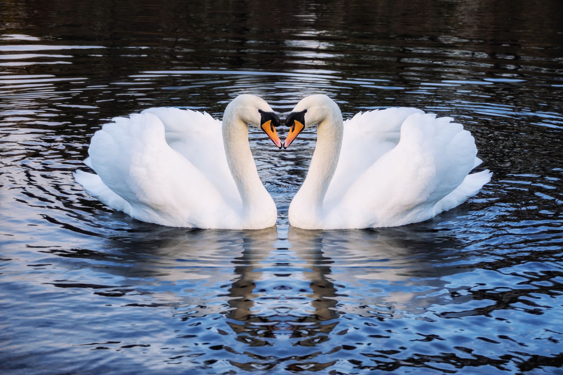 Romantic Swans - New Bloomfield, PA - Mulhollem Chiropractic Clinic