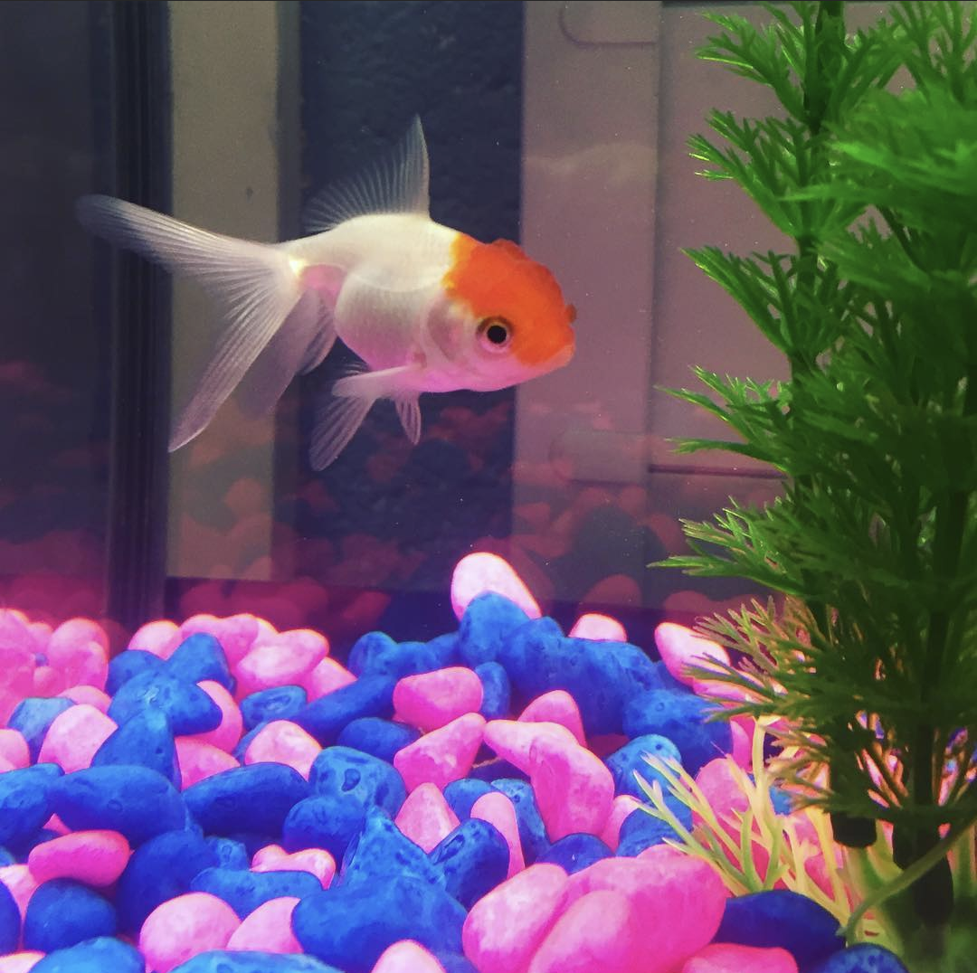 Squidge (goldfish).