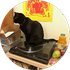even cats love remodeled basements