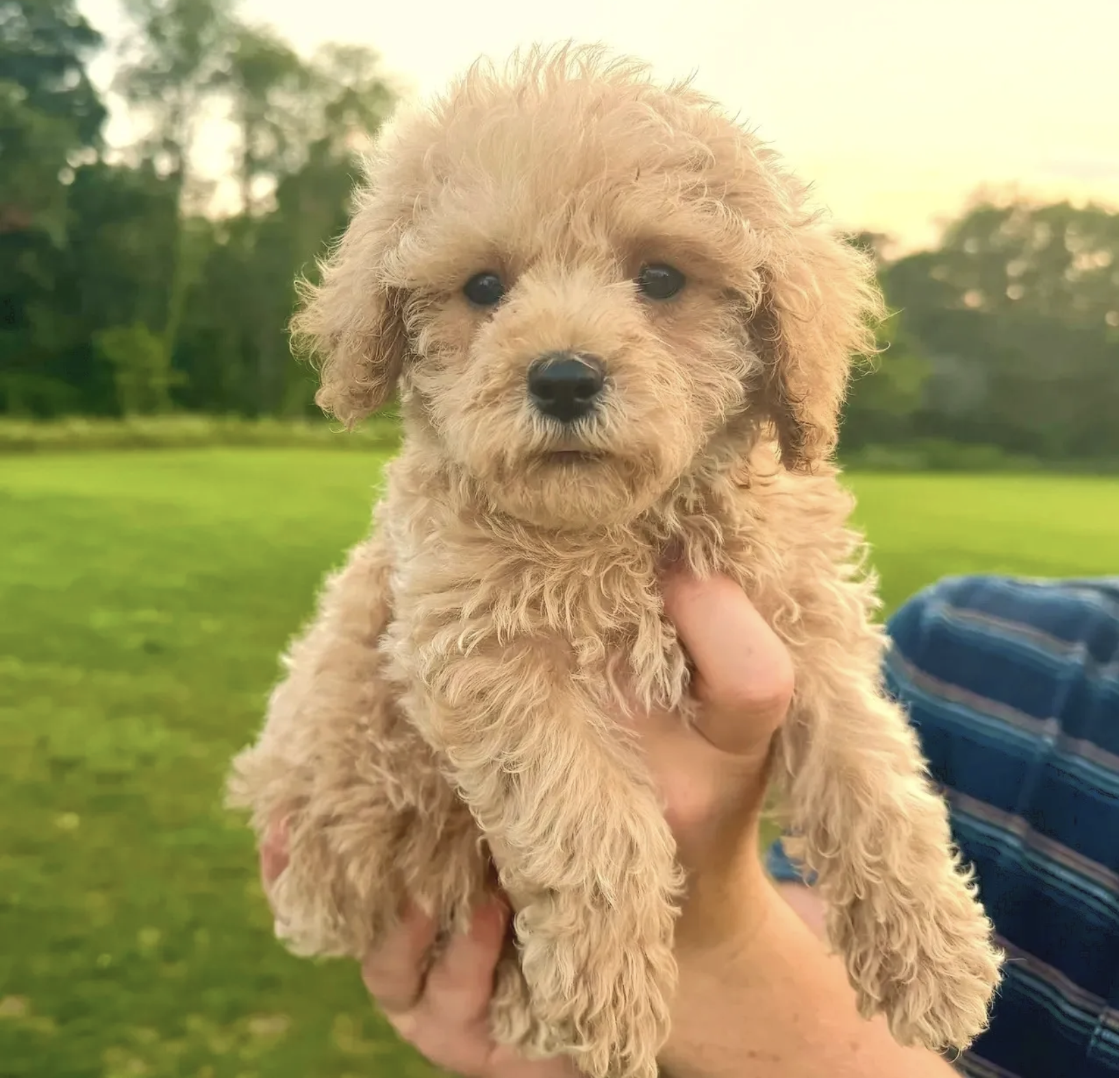 Cavapoo puppies for sale, Cavapoochon Puppies for Sale, Cavapoochon Puppy, Cavoodle Puppy, Pleasant Home Puppies