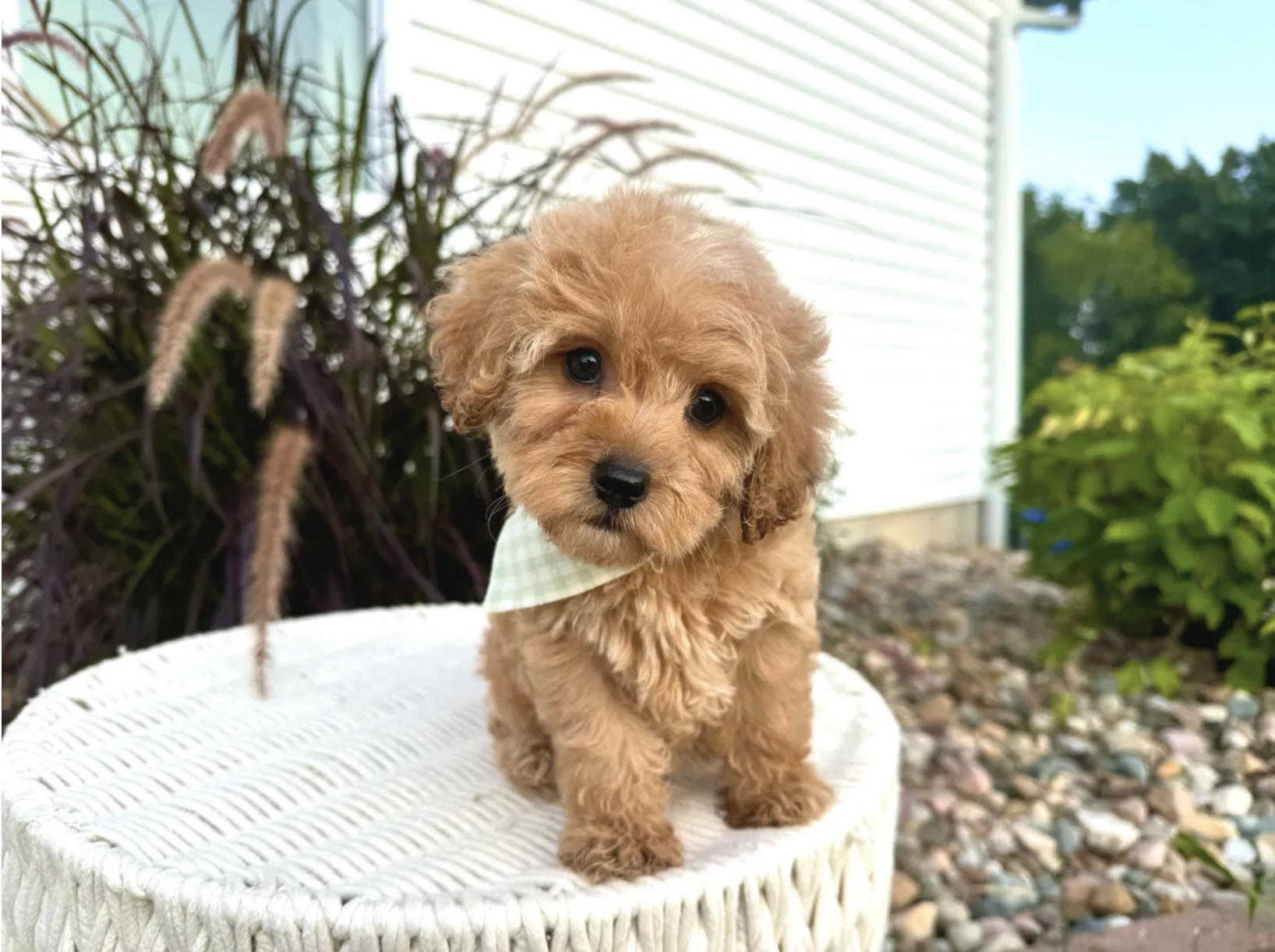 Cavapoo puppies for sale, Cavapoochon Puppies for Sale, Cavapoochon Puppy, Cavoodle Puppy, Pleasant Home Puppies