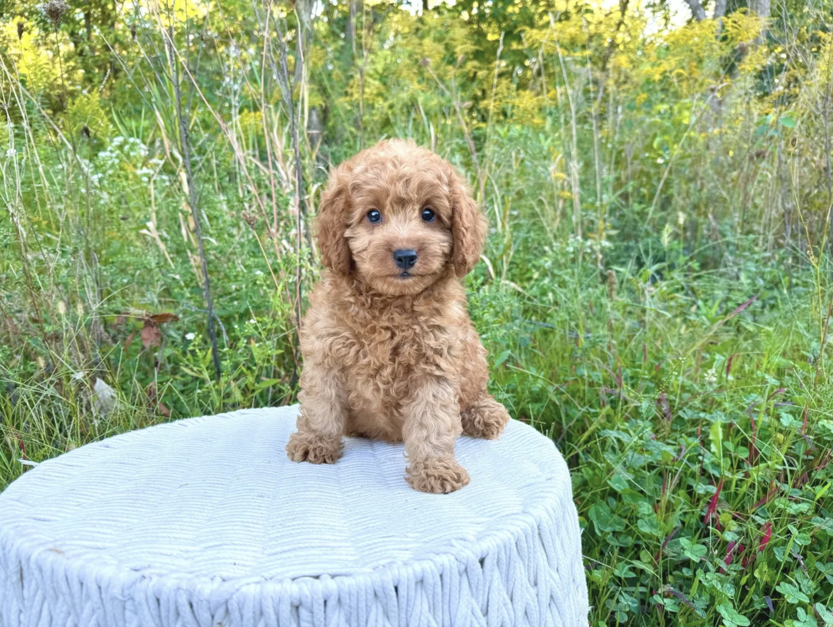Cavapoo puppies for sale, Cavapoochon Puppies for Sale, Cavapoochon Puppy, Cavoodle Puppy, Pleasant Home Puppies
