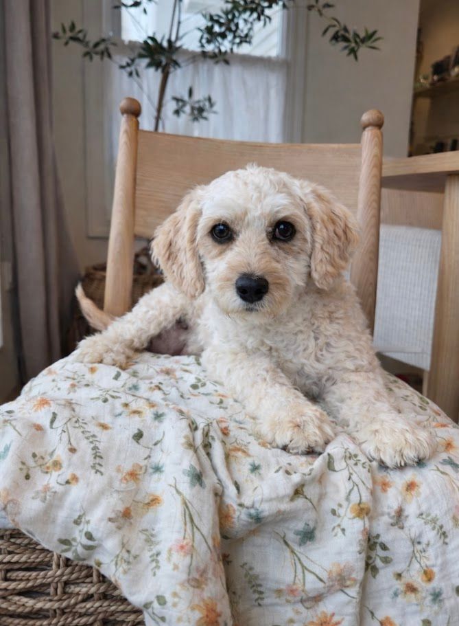 Cavapoochon puppies, healthy cavapoochon, puppies for sale, bluebell cavapoochon puppies, cavapoo