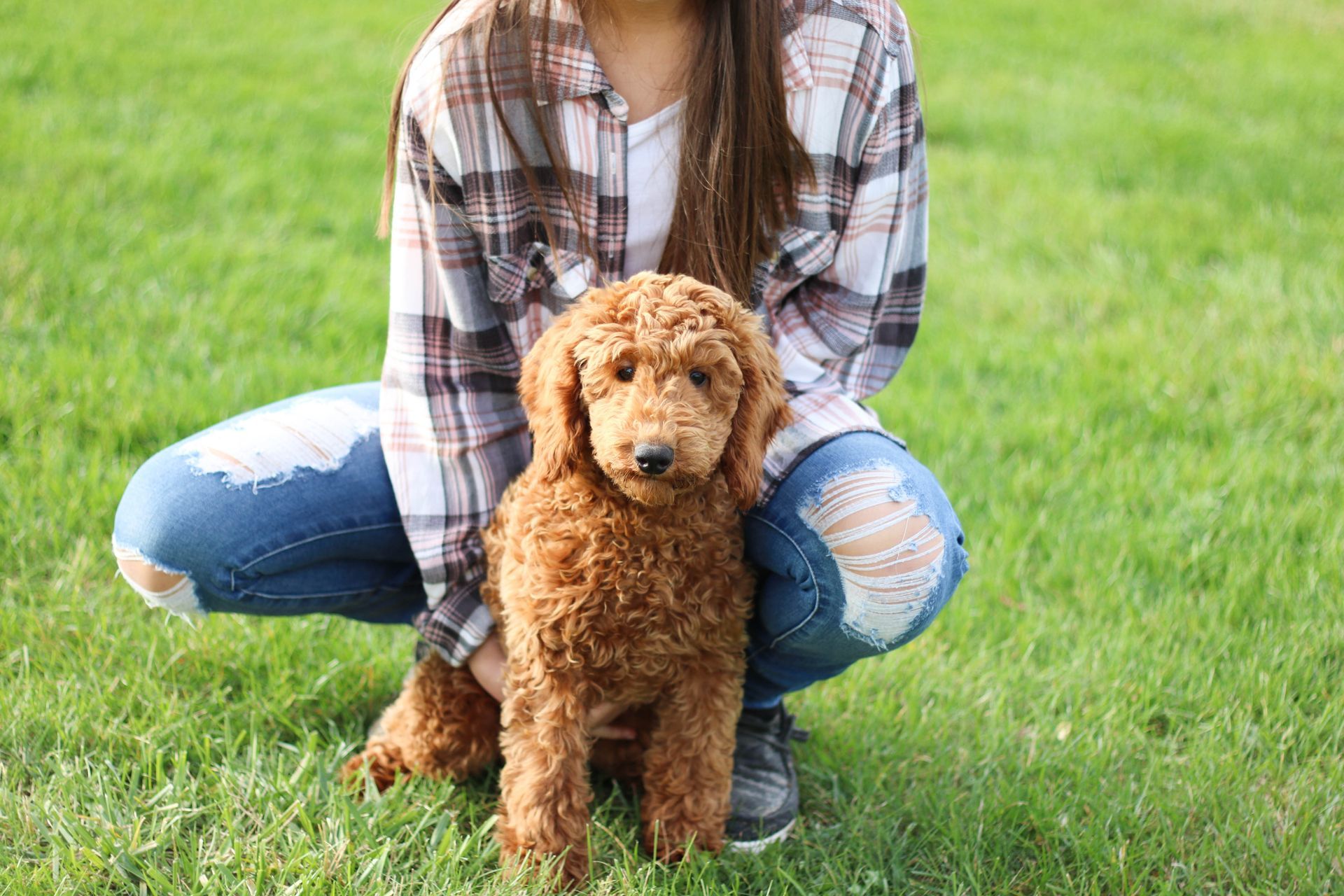 Cavapoochon puppies, healthy cavapoochon, puppies for sale, bluebell cavapoochon puppies, cavapoo
