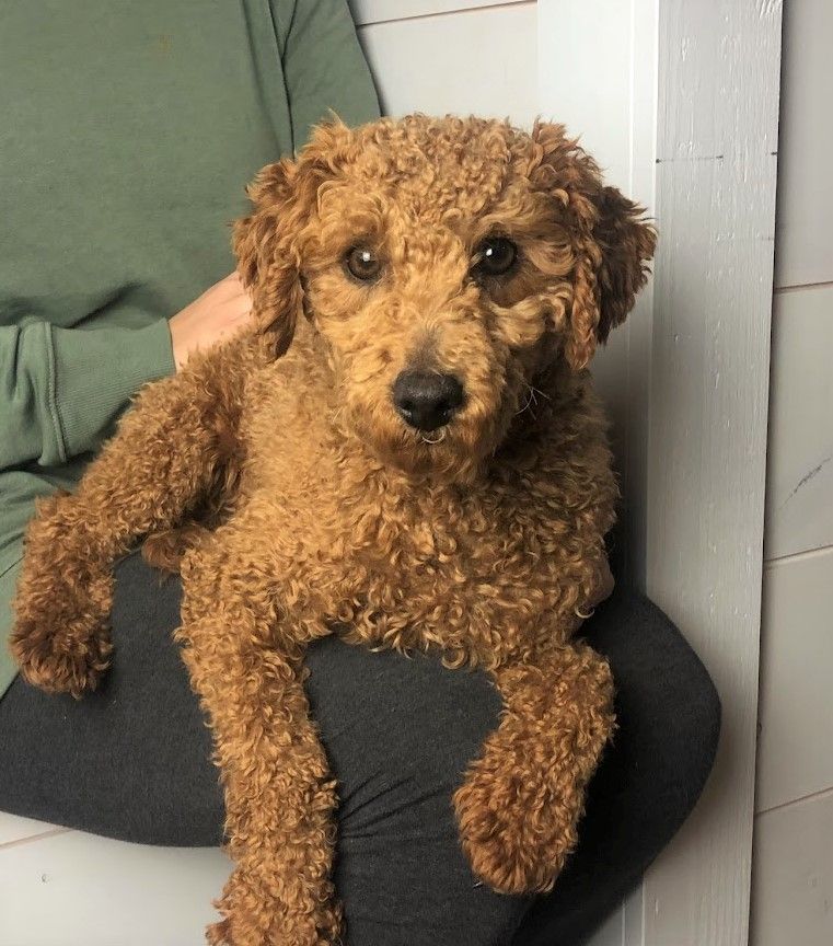 Cavapoochon puppies, healthy cavapoochon, puppies for sale, bluebell cavapoochon puppies, cavapoo