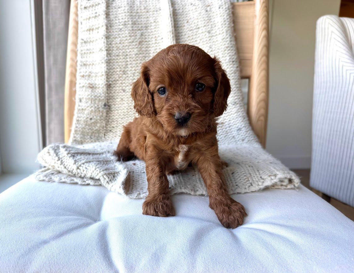 Cavapoochon puppies, healthy cavapoochon, puppies for sale, bluebell cavapoochon puppies, cavapoo