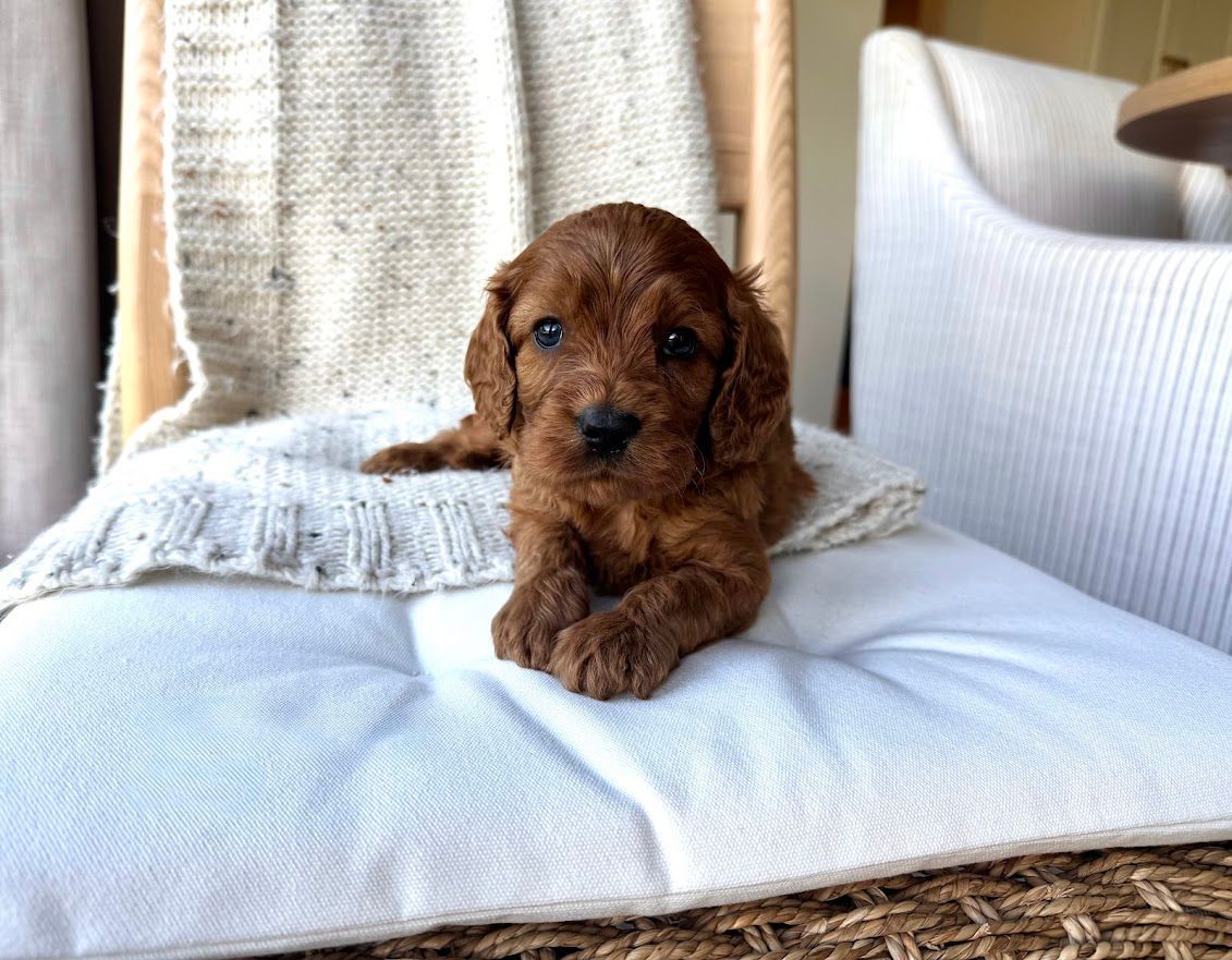 Cavapoochon puppies, healthy cavapoochon, puppies for sale, bluebell cavapoochon puppies, cavapoo