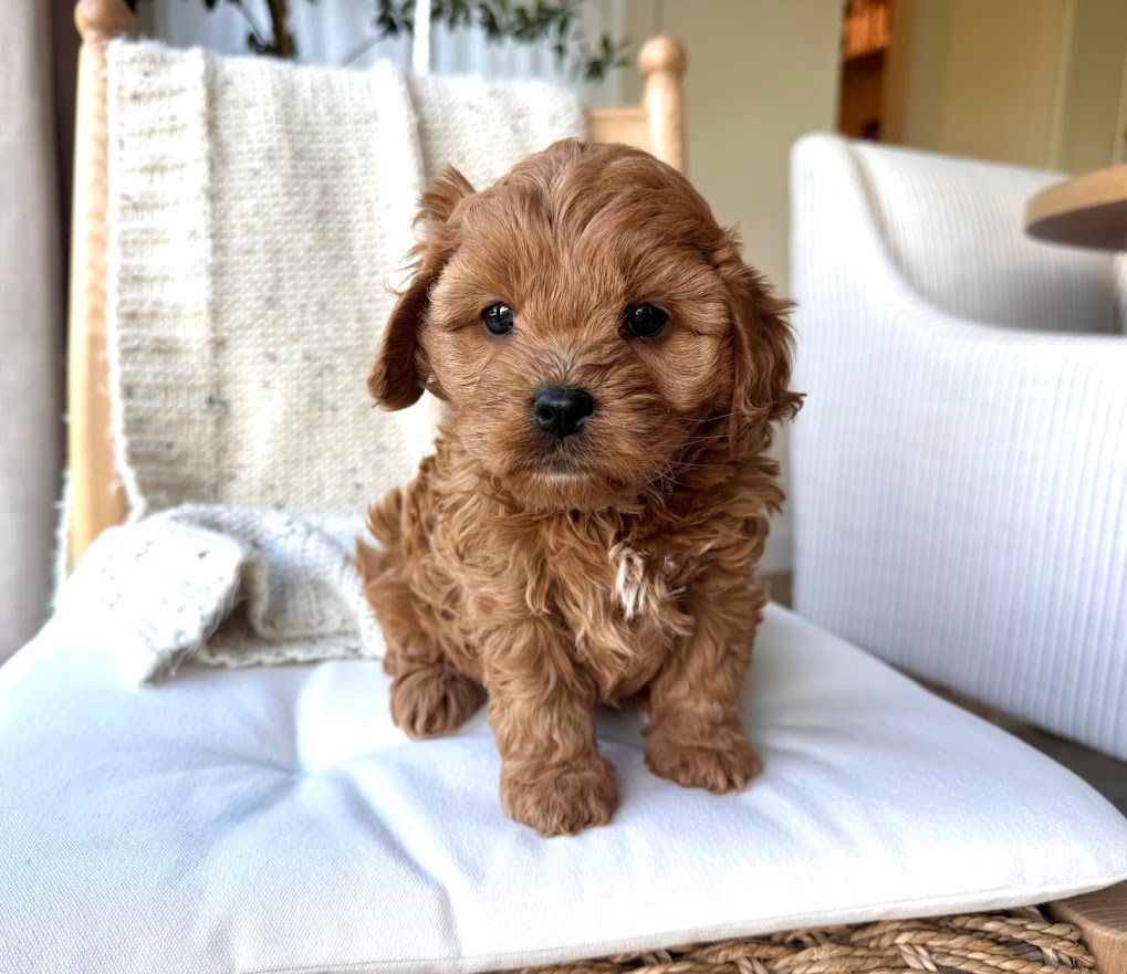Cavapoochon puppies, healthy cavapoochon, puppies for sale, bluebell cavapoochon puppies, cavapoo
