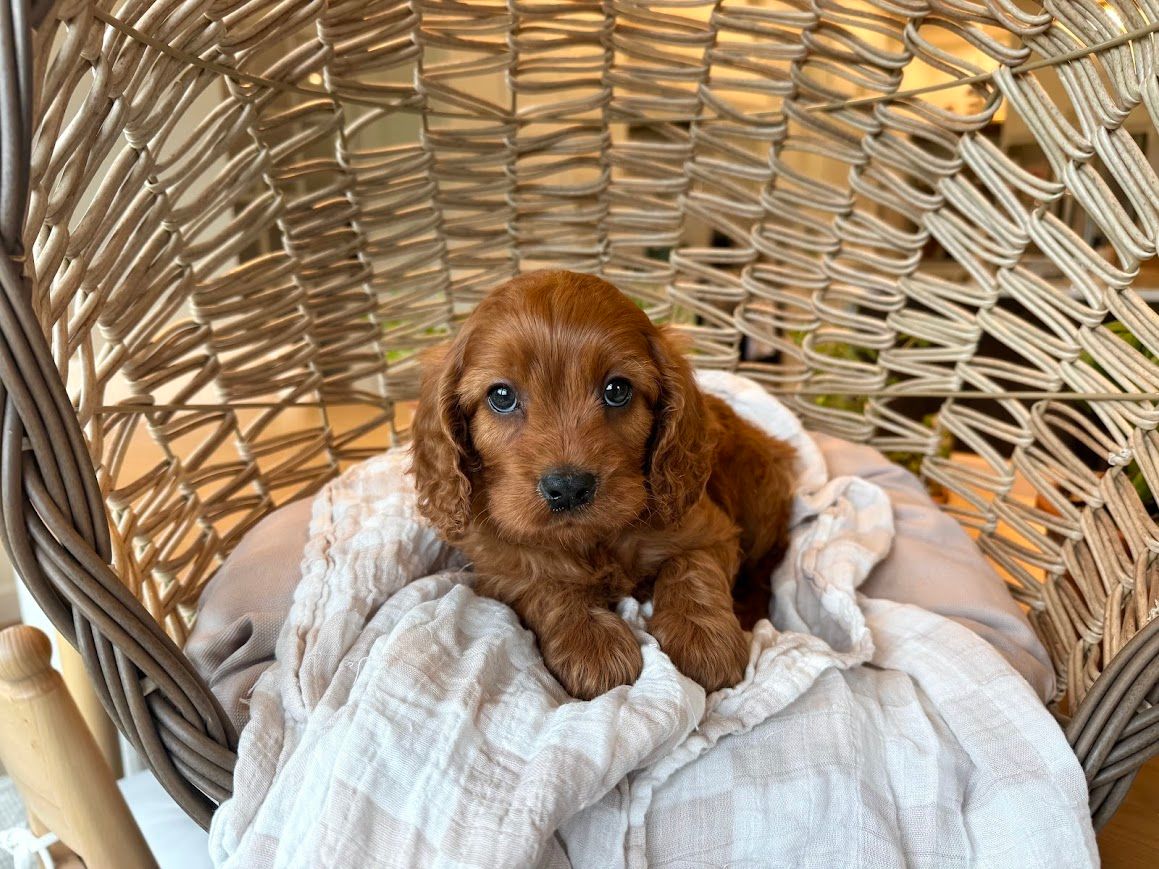 Cavapoochon puppies, healthy cavapoochon, puppies for sale, bluebell cavapoochon puppies, cavapoo