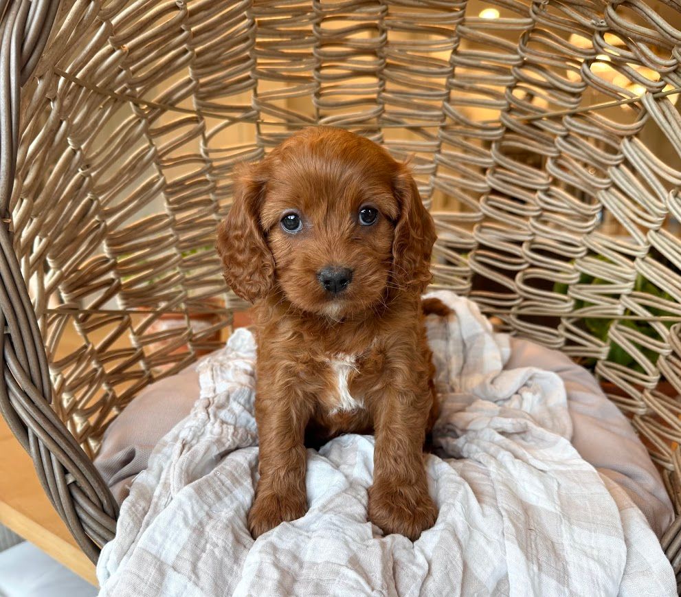 Cavapoochon puppies, healthy cavapoochon, puppies for sale, bluebell cavapoochon puppies, cavapoo