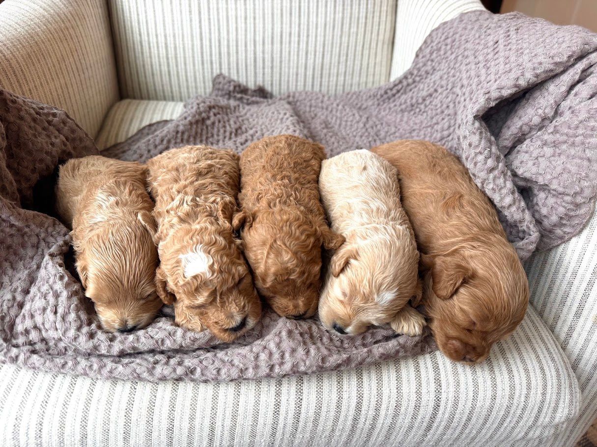 Cavapoochon puppies, healthy cavapoochon, puppies for sale, bluebell cavapoochon puppies, cavapoo