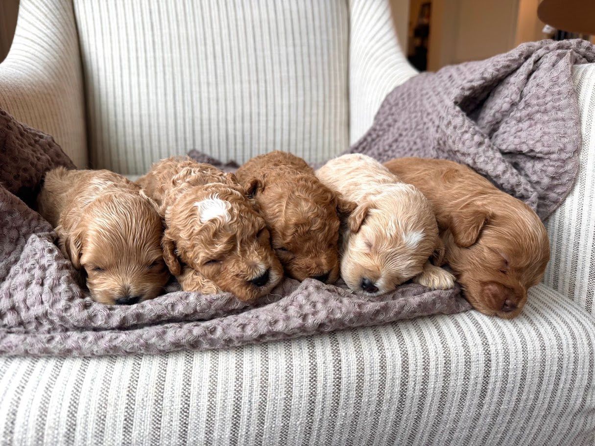 Cavapoochon puppies, healthy cavapoochon, puppies for sale, bluebell cavapoochon puppies, cavapoo