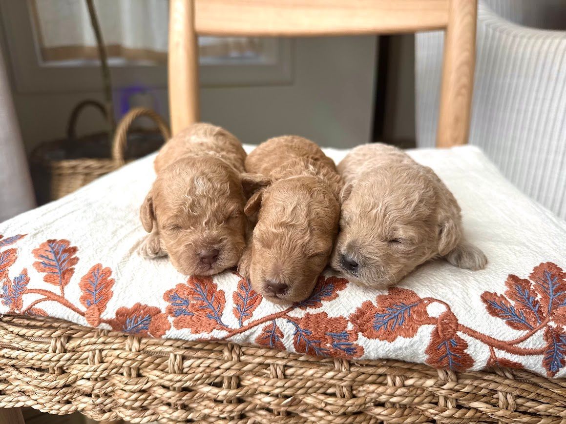 Cavapoochon puppies, healthy cavapoochon, puppies for sale, bluebell cavapoochon puppies, cavapoo