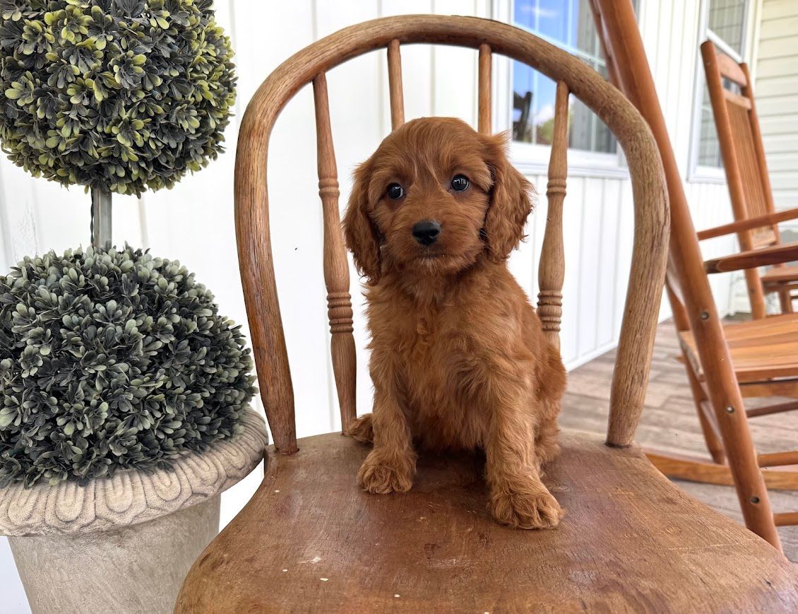 Cavapoochon puppies, healthy cavapoochon, puppies for sale, bluebell cavapoochon puppies, cavapoo