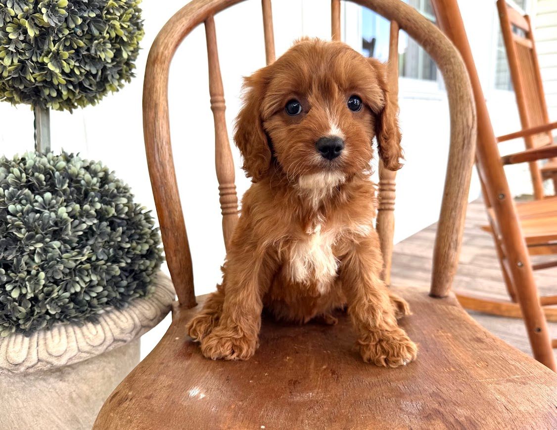 Cavapoochon puppies, healthy cavapoochon, puppies for sale, bluebell cavapoochon puppies, cavapoo