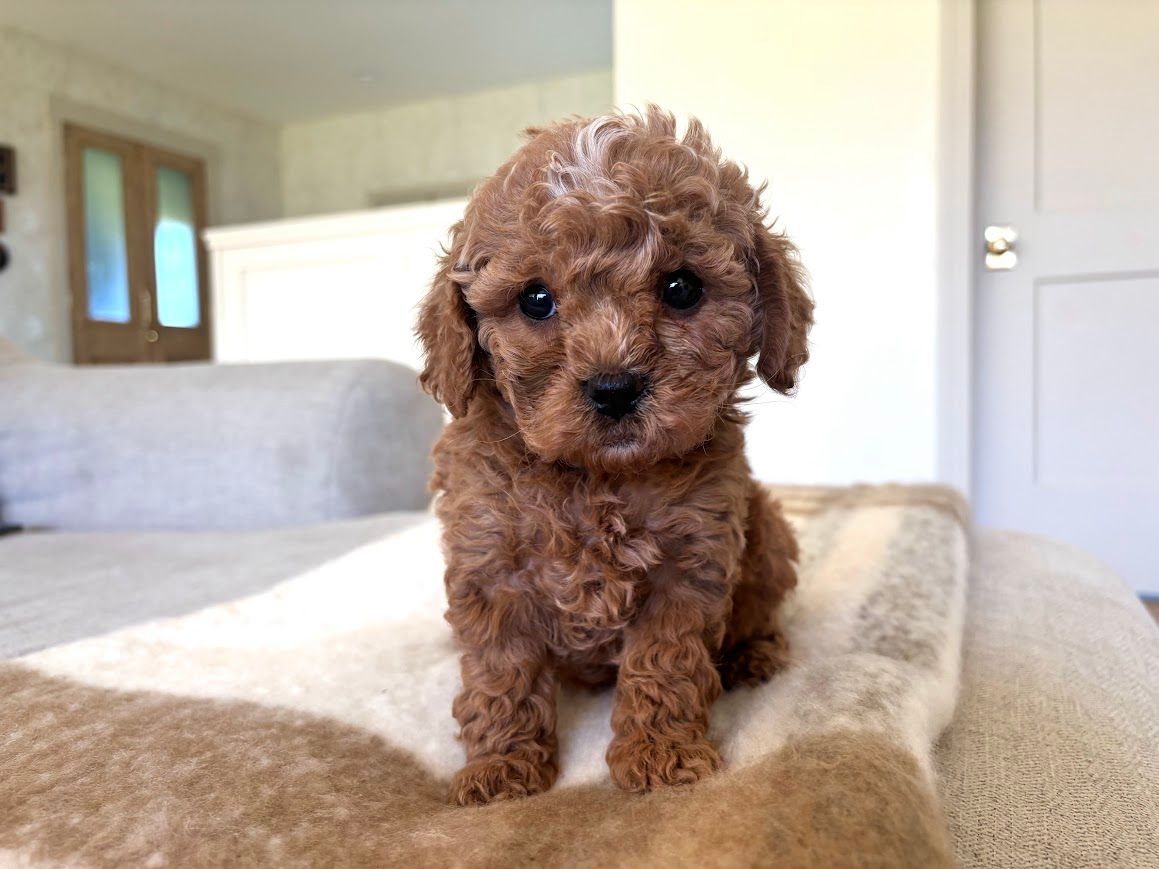 Cavapoochon puppies, healthy cavapoochon, puppies for sale, bluebell cavapoochon puppies, cavapoo