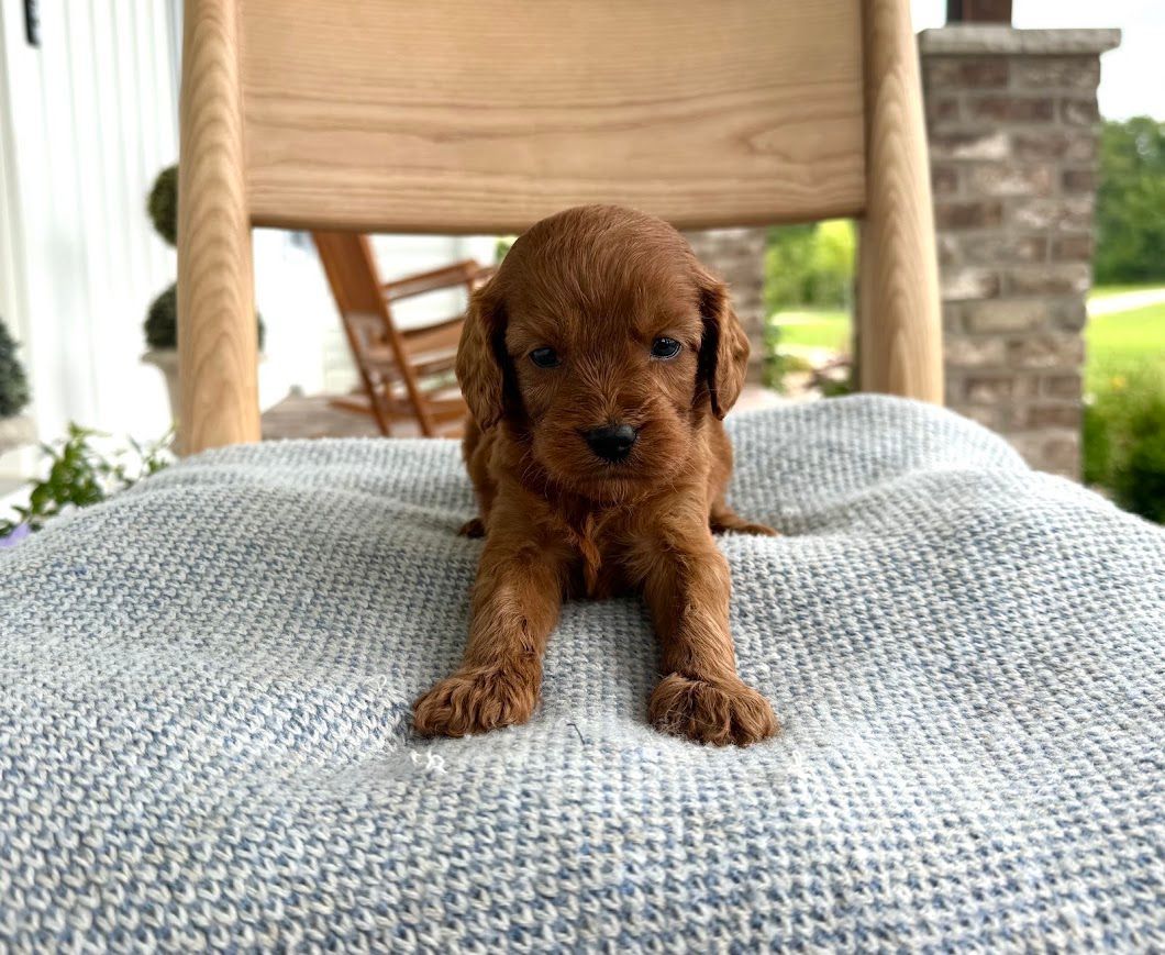 Cavapoochon puppies, healthy cavapoochon, puppies for sale, bluebell cavapoochon puppies, cavapoo