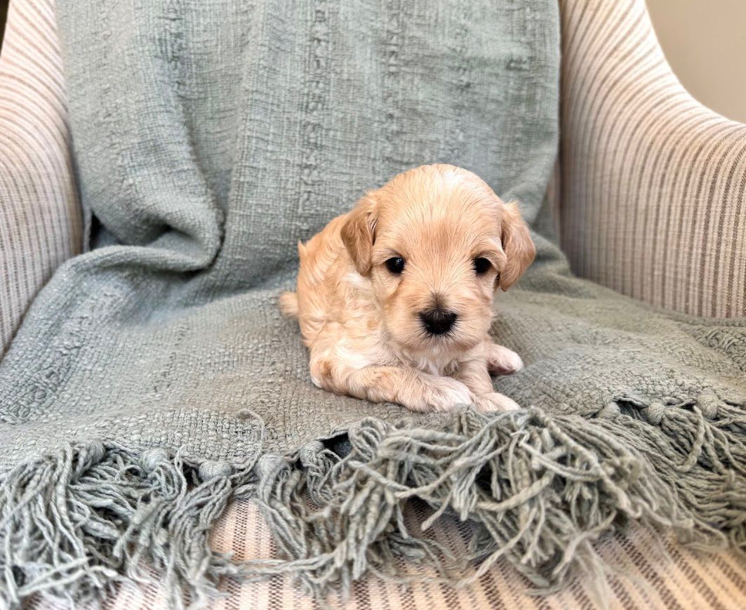 Cavapoochon puppies, healthy cavapoochon, puppies for sale, bluebell cavapoochon puppies, cavapoo