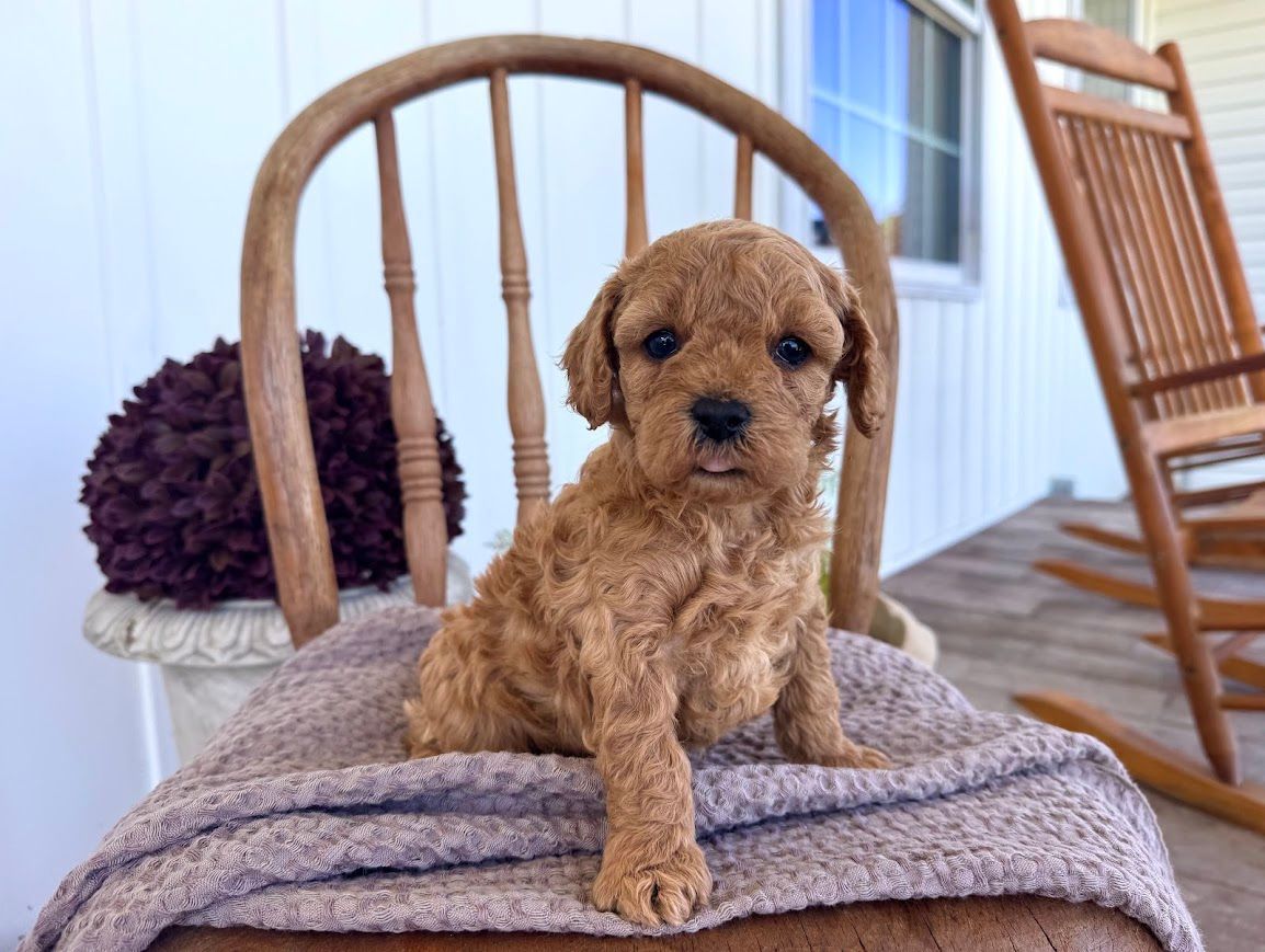 Cavapoochon puppies, healthy cavapoochon, puppies for sale, bluebell cavapoochon puppies, cavapoo