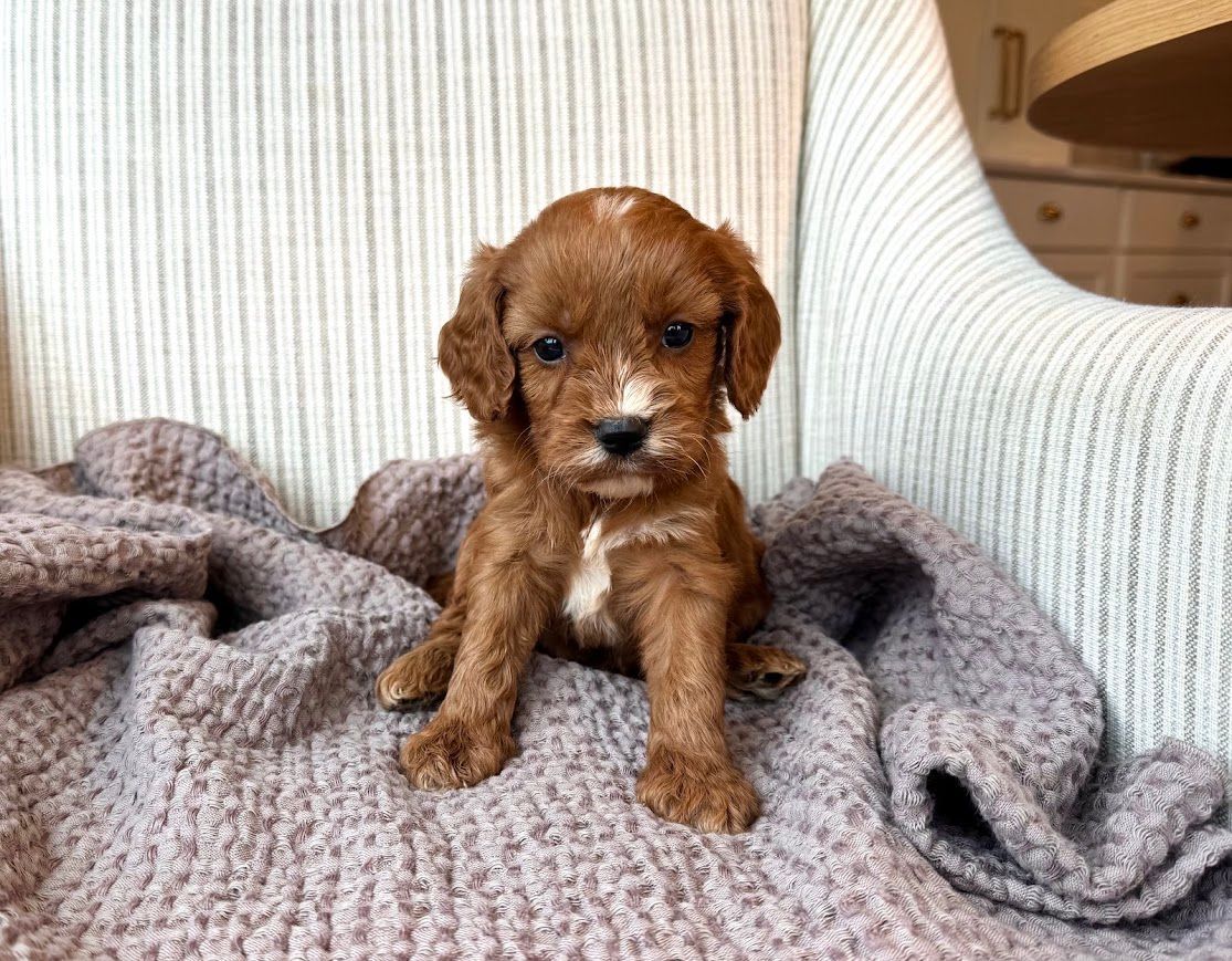 Cavapoochon puppies, healthy cavapoochon, puppies for sale, bluebell cavapoochon puppies, cavapoo