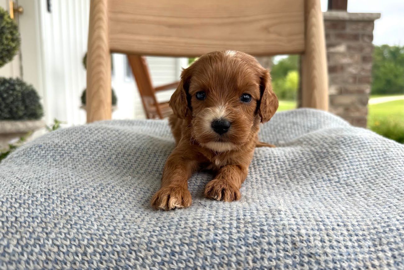 Cavapoochon puppies, healthy cavapoochon, puppies for sale, bluebell cavapoochon puppies, cavapoo