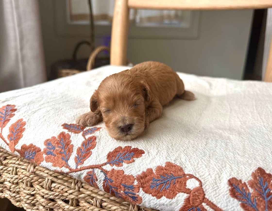 Cavapoochon puppies, healthy cavapoochon, puppies for sale, bluebell cavapoochon puppies, cavapoo