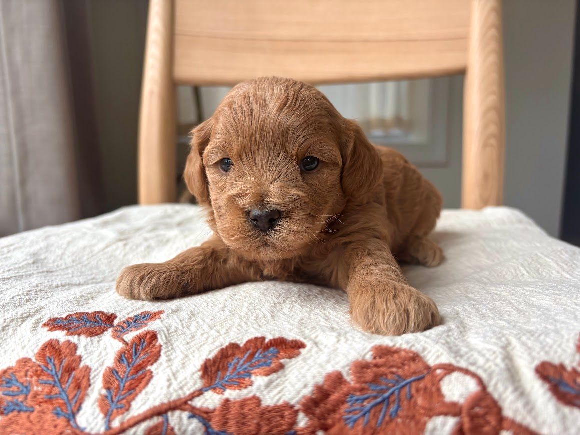 Cavapoochon puppies, healthy cavapoochon, puppies for sale, bluebell cavapoochon puppies, cavapoo