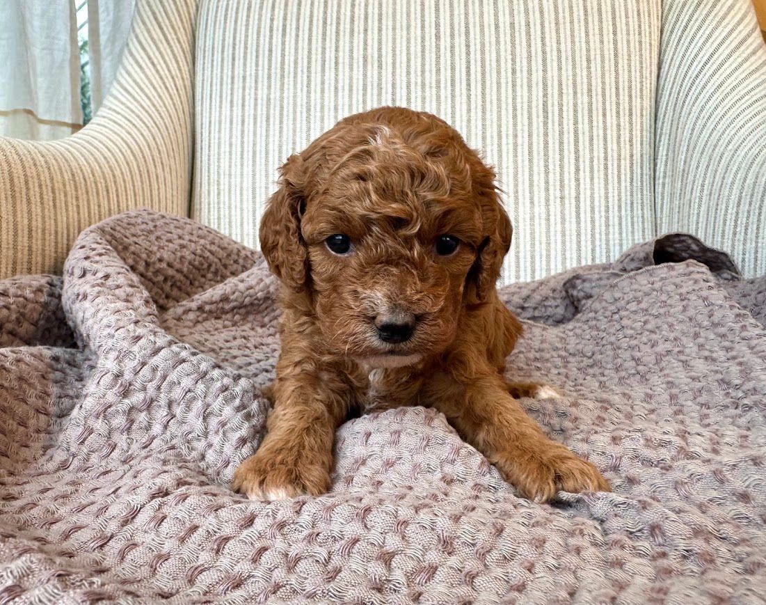 Cavapoochon puppies, healthy cavapoochon, puppies for sale, bluebell cavapoochon puppies, cavapoo
