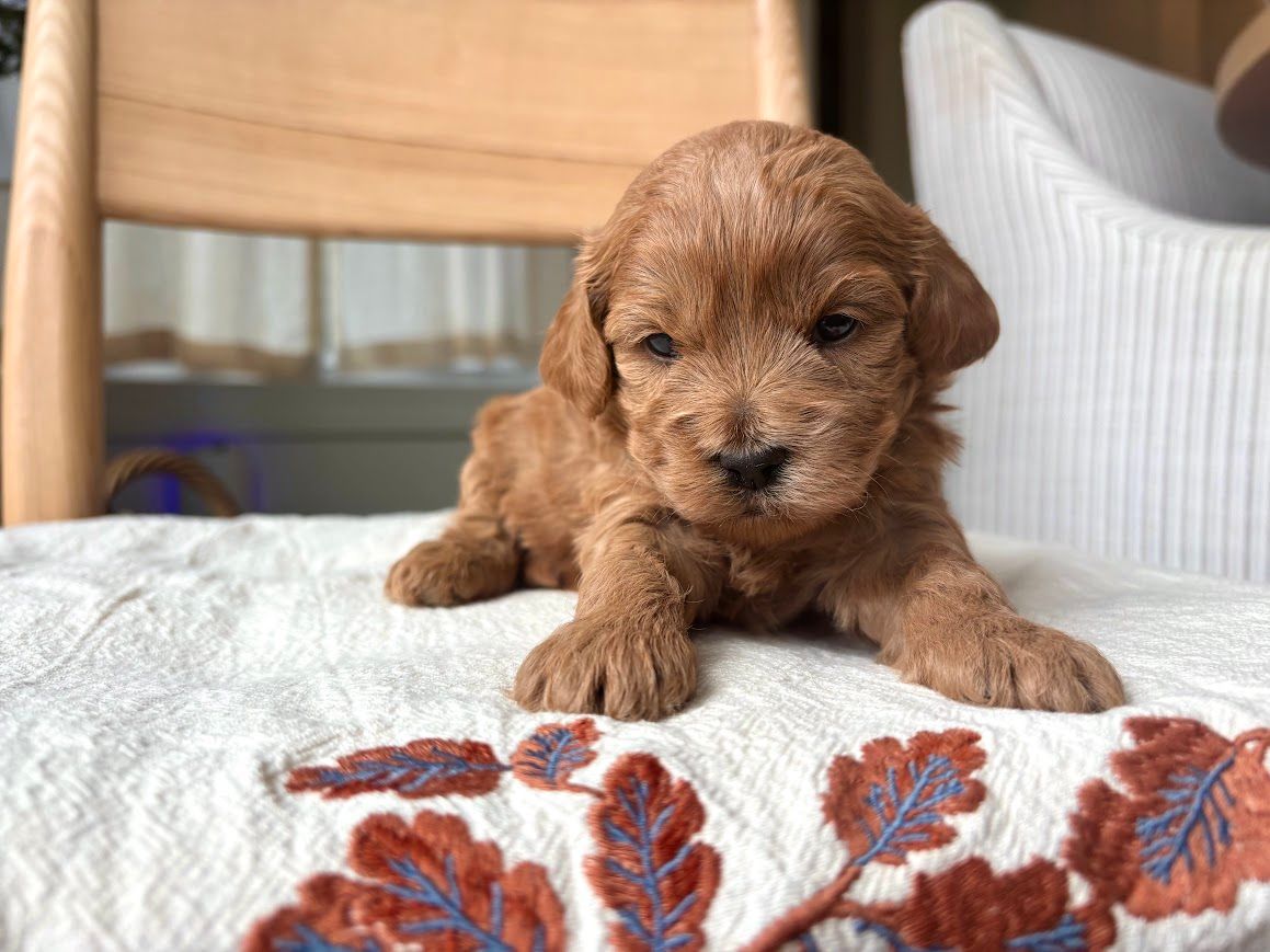 Cavapoochon puppies, healthy cavapoochon, puppies for sale, bluebell cavapoochon puppies, cavapoo
