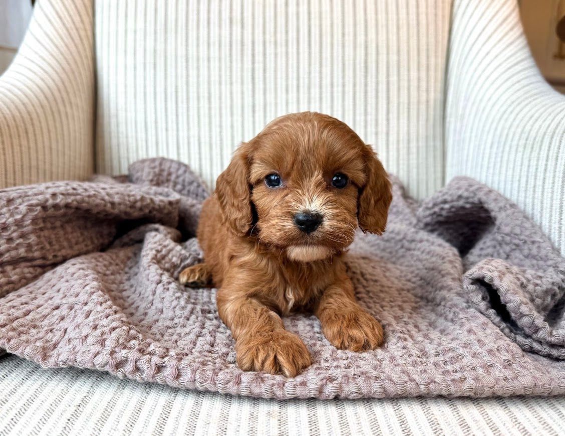Cavapoochon puppies, healthy cavapoochon, puppies for sale, bluebell cavapoochon puppies, cavapoo