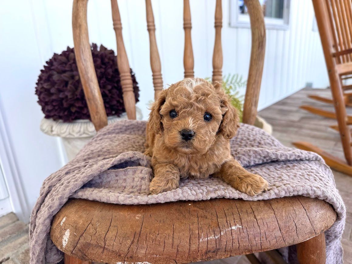 Cavapoochon puppies, healthy cavapoochon, puppies for sale, bluebell cavapoochon puppies, cavapoo