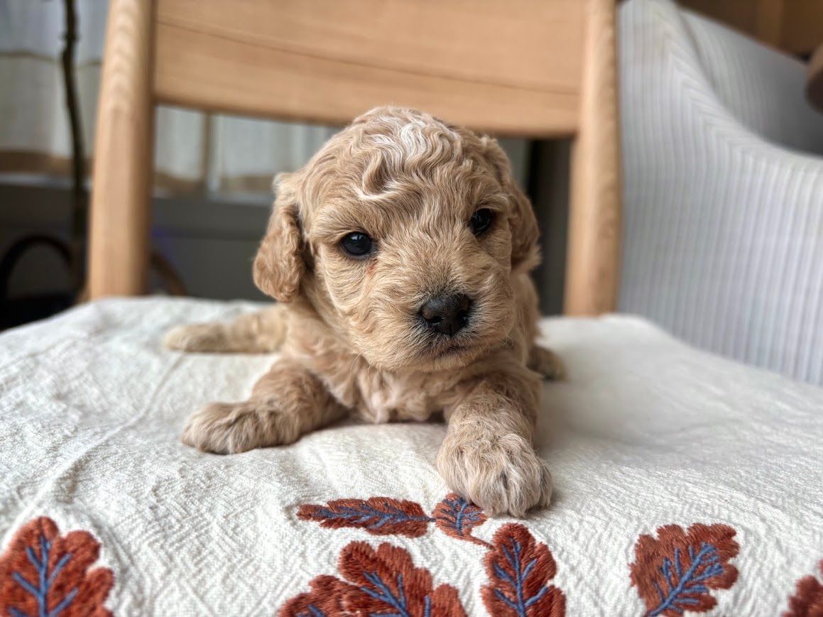 Cavapoochon puppies, healthy cavapoochon, puppies for sale, bluebell cavapoochon puppies, cavapoo