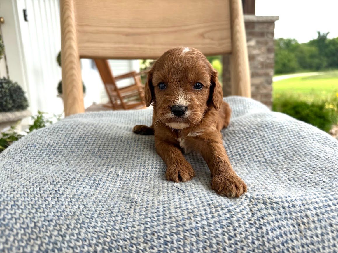 Cavapoochon puppies, healthy cavapoochon, puppies for sale, bluebell cavapoochon puppies, cavapoo