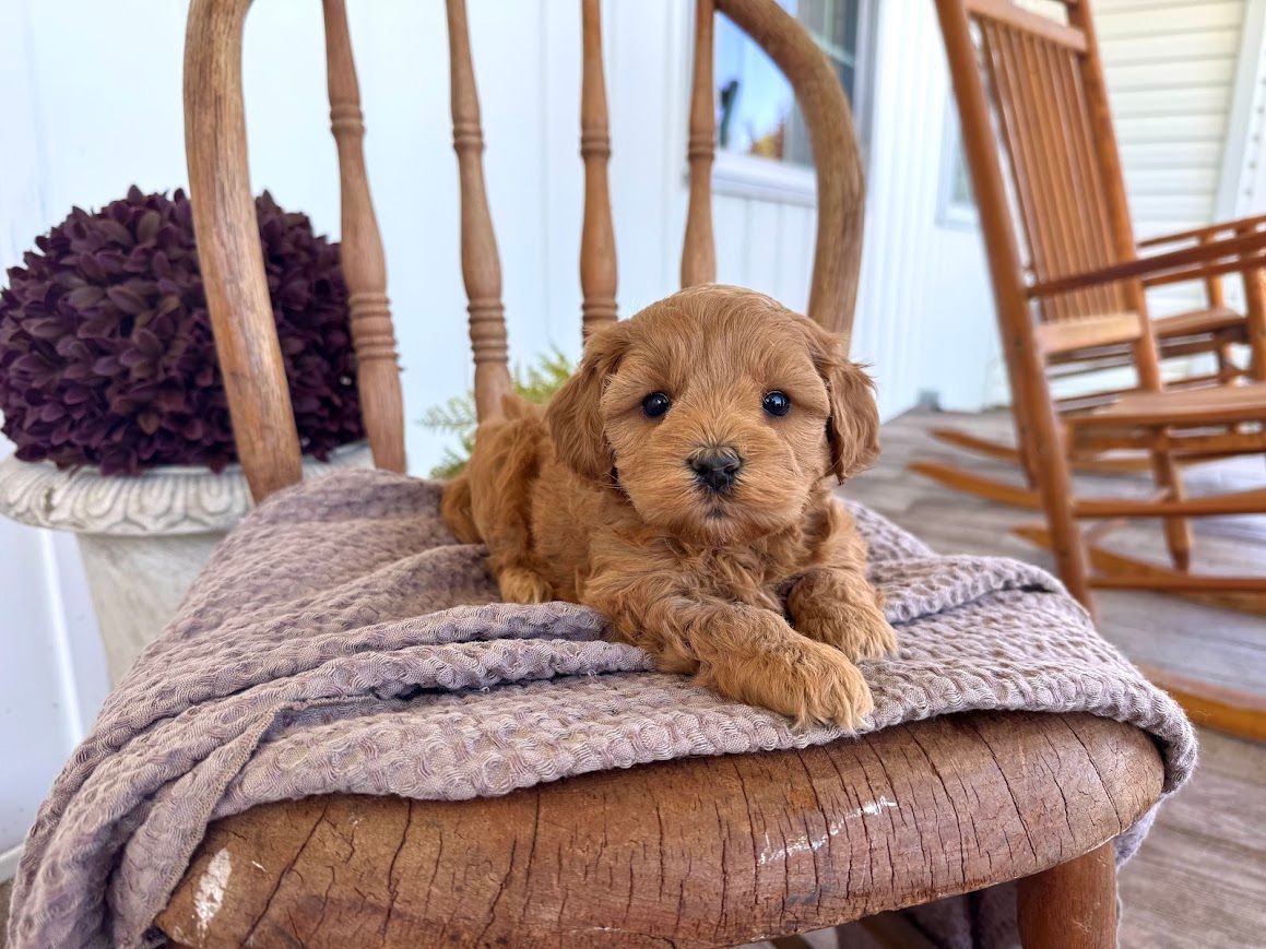 Cavapoochon puppies, healthy cavapoochon, puppies for sale, bluebell cavapoochon puppies, cavapoo