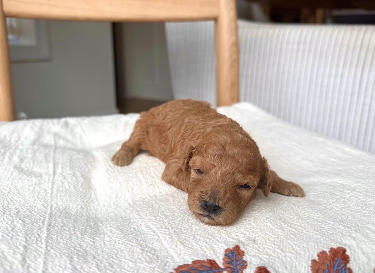 Cavapoochon puppies, healthy cavapoochon, puppies for sale, bluebell cavapoochon puppies, cavapoo