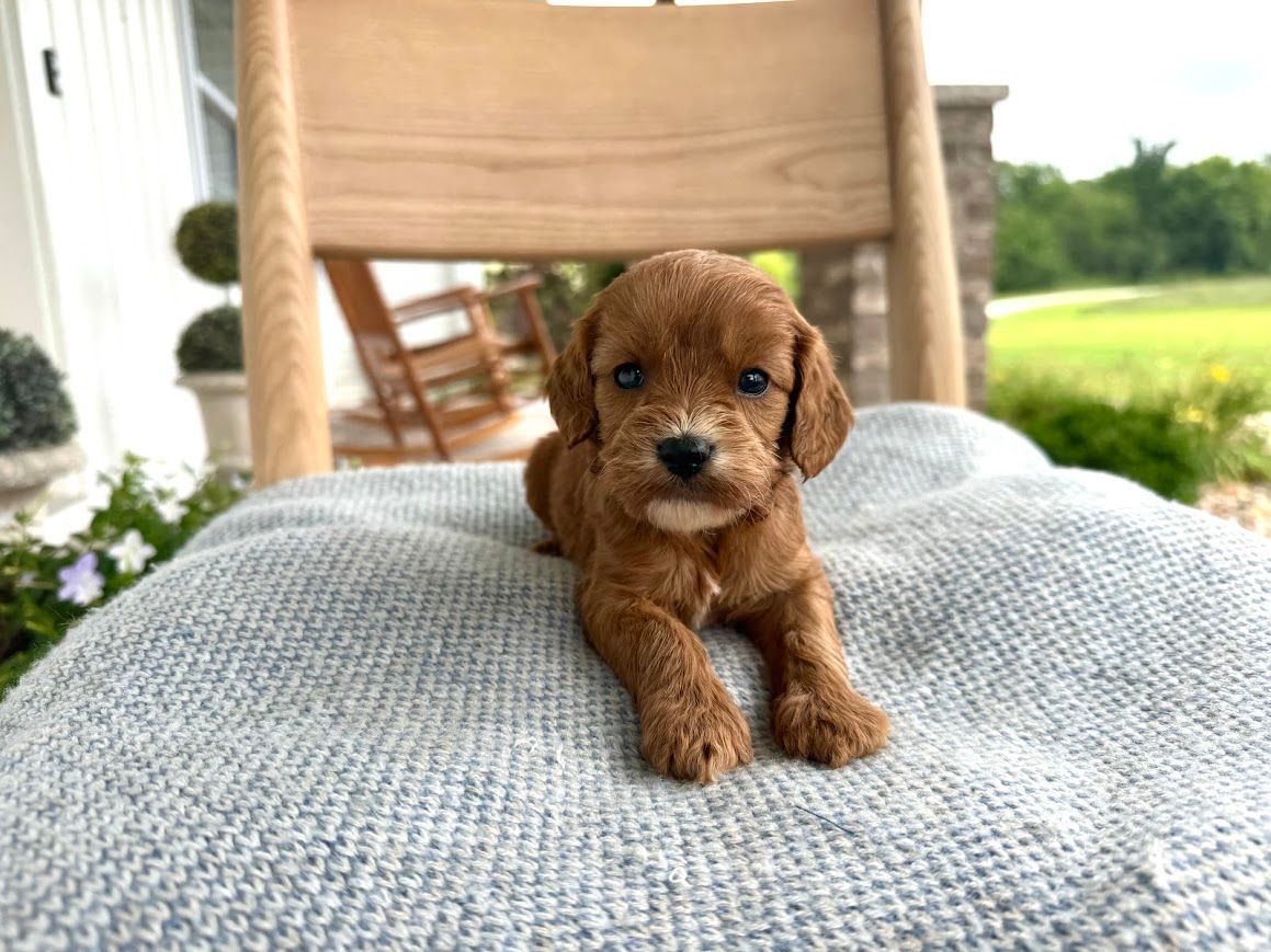 Cavapoochon puppies, healthy cavapoochon, puppies for sale, bluebell cavapoochon puppies, cavapoo