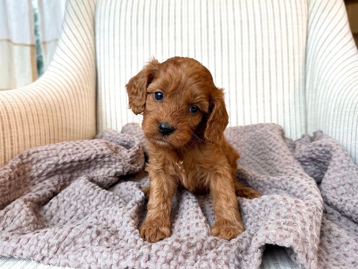 Cavapoochon puppies, healthy cavapoochon, puppies for sale, bluebell cavapoochon puppies, cavapoo