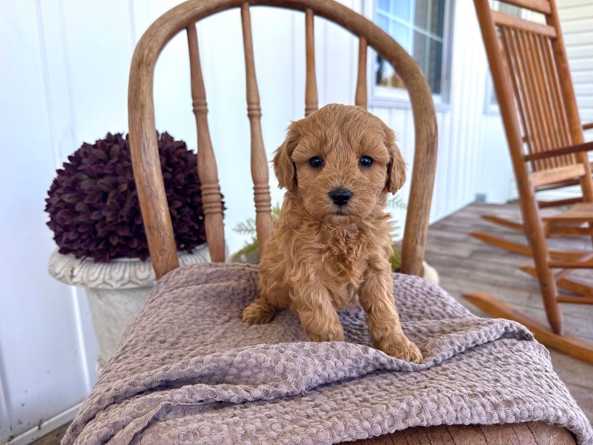 Cavapoochon puppies, healthy cavapoochon, puppies for sale, bluebell cavapoochon puppies, cavapoo