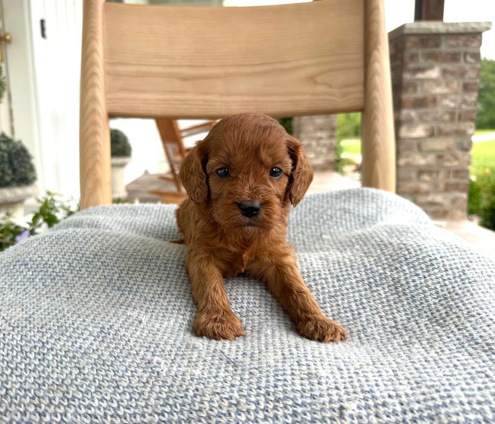 Cavapoochon puppies, healthy cavapoochon, puppies for sale, bluebell cavapoochon puppies, cavapoo