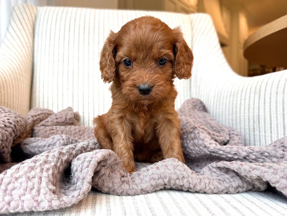 Cavapoochon puppies, healthy cavapoochon, puppies for sale, bluebell cavapoochon puppies, cavapoo