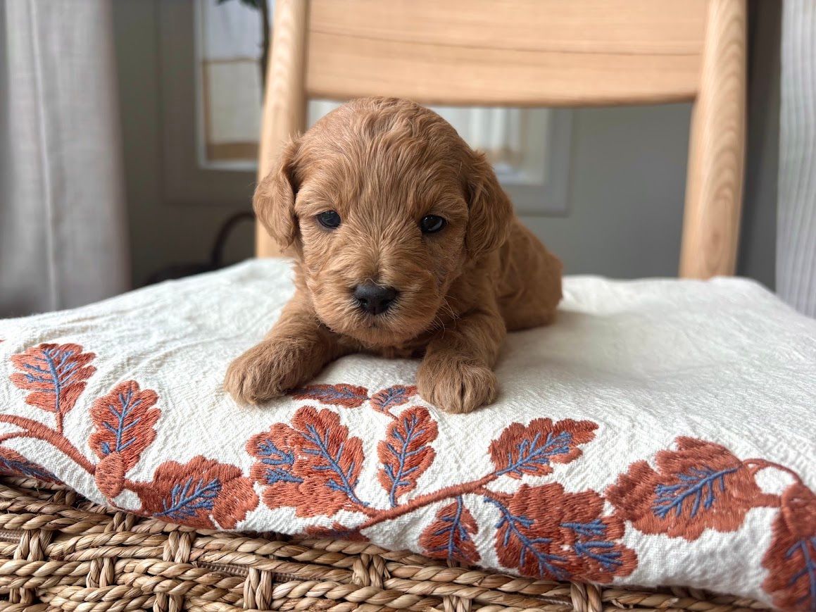 Cavapoochon puppies, healthy cavapoochon, puppies for sale, bluebell cavapoochon puppies, cavapoo