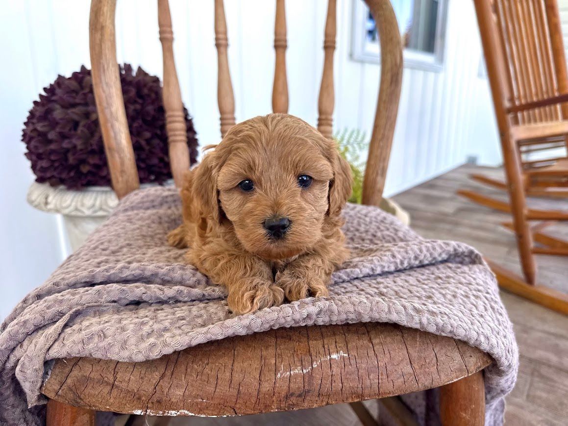 Cavapoochon puppies, healthy cavapoochon, puppies for sale, bluebell cavapoochon puppies, cavapoo