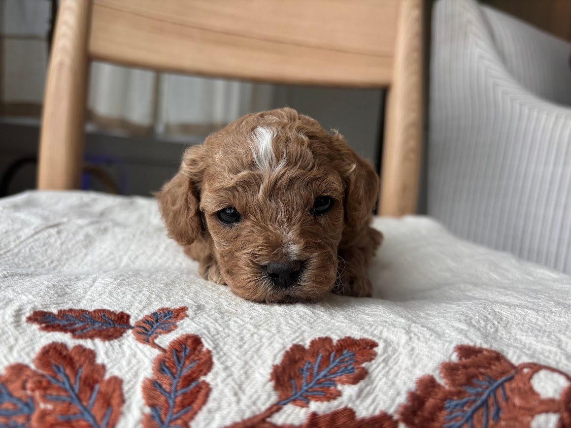 Cavapoochon puppies, healthy cavapoochon, puppies for sale, bluebell cavapoochon puppies, cavapoo