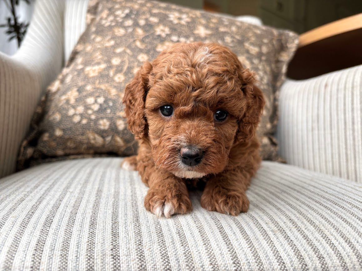 Cavapoochon puppies, healthy cavapoochon, puppies for sale, bluebell cavapoochon puppies, cavapoo