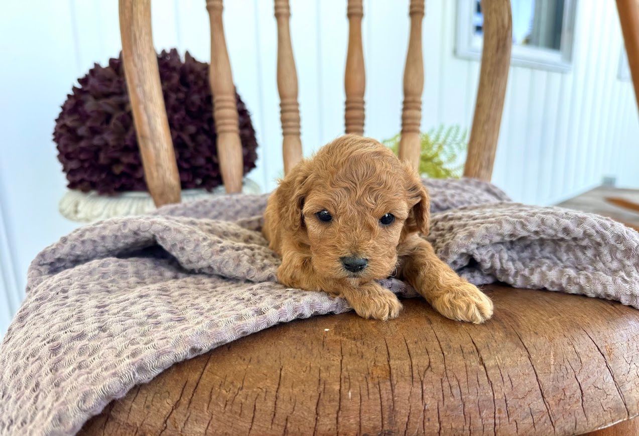 Cavapoochon puppies, healthy cavapoochon, puppies for sale, bluebell cavapoochon puppies, cavapoo