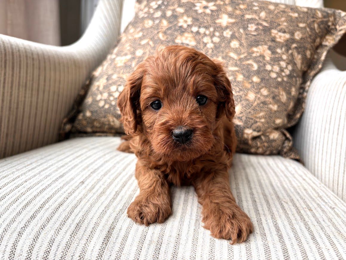 Cavapoochon puppies, healthy cavapoochon, puppies for sale, bluebell cavapoochon puppies, cavapoo