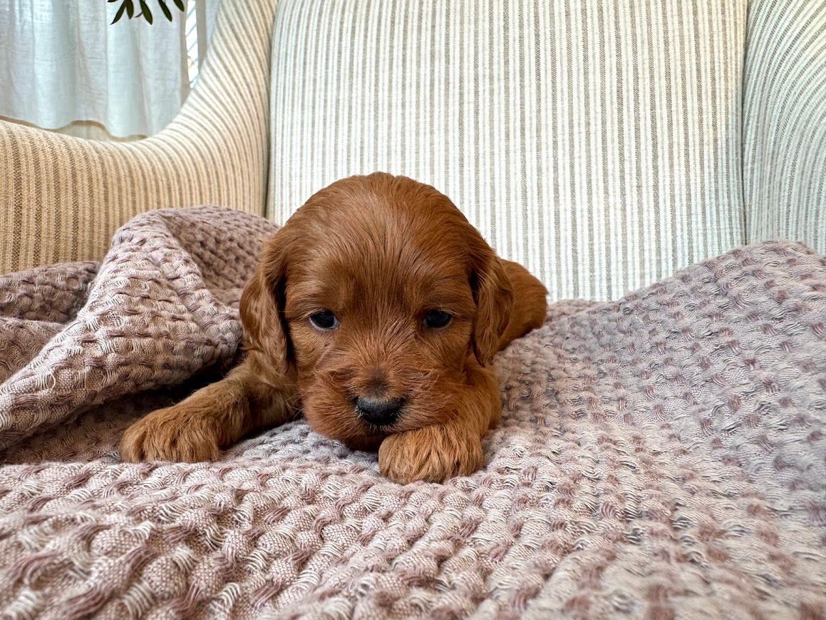 Cavapoochon puppies, healthy cavapoochon, puppies for sale, bluebell cavapoochon puppies, cavapoo