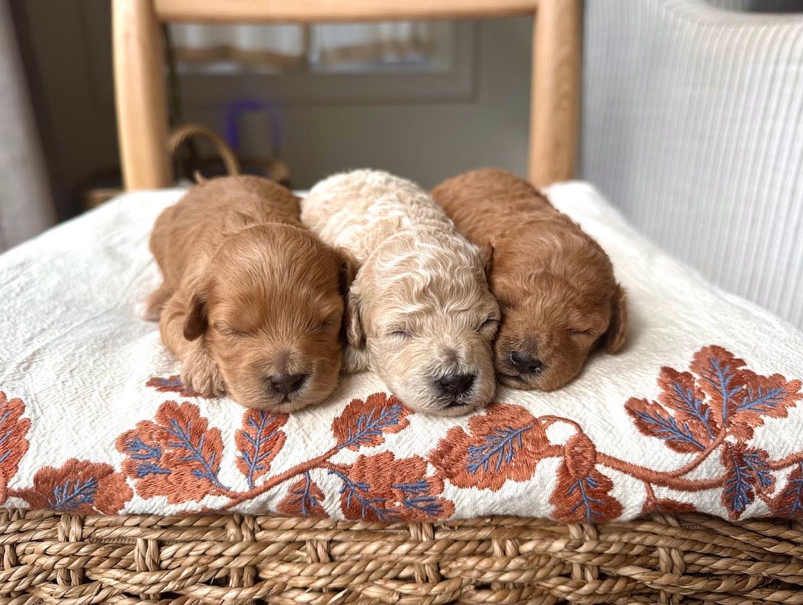 Cavapoochon puppies, healthy cavapoochon, puppies for sale, bluebell cavapoochon puppies, cavapoo