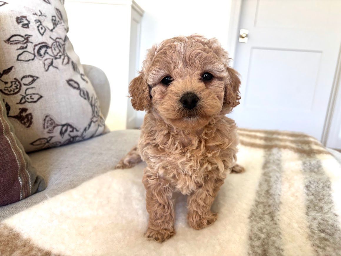 Cavapoochon puppies, healthy cavapoochon, puppies for sale, bluebell cavapoochon puppies, cavapoo