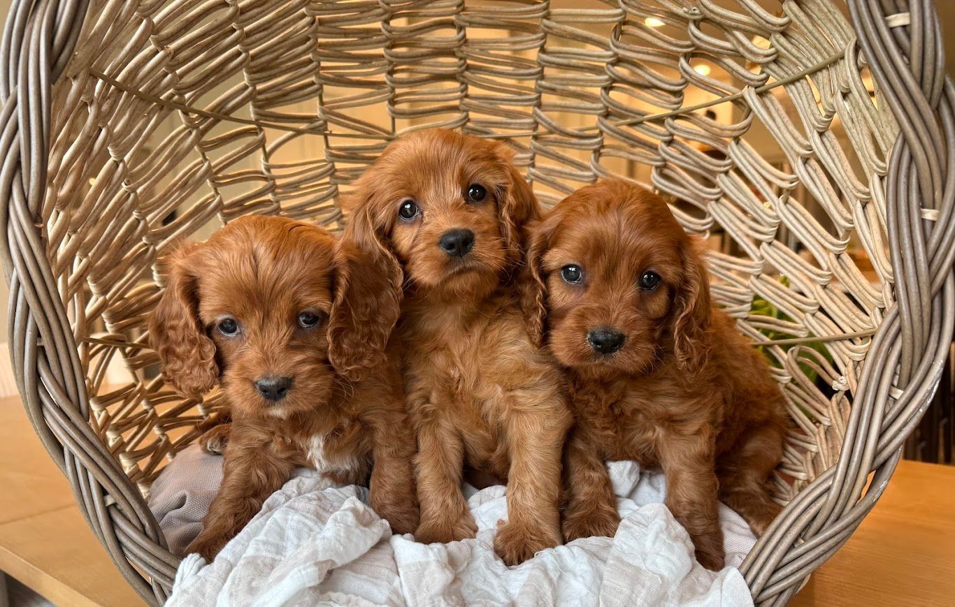 Cavapoo Puppies for sale, Cavalier mix puppies, Poodle Puppies for Sale, Cavalier King Charles,
